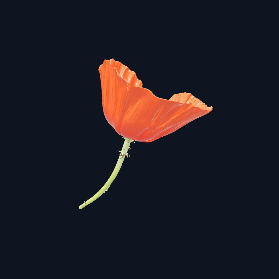 Vibrant Orange Poppy model pack
